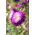 Принцеса астра "Zefir" - пурпурно-білий, високий сорт - 450 насінин - Callistephus chinensis  - насіння