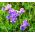 מתוק אפונה "הרוזנת Cadogan" - 22 זרעים - Lathyrus odoratus