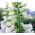 Rohtosormustinkukka - valkoinen - 1800 siemenet - Digitalis purpurea
