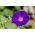 פאר בוקר משותף "סבא אוט"; פאר בוקר גבוה, פאר בוקר סגול - 40 זרעים - Ipomea purpurea