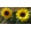 Украсни патуљасти сунцокрет "Бамбино" - Helianthus annuus - семе