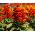 猩红鼠尾草“Czardasz”;热带圣人 - Salvia splendens - 種子