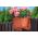"Lotos" balkongboxsats - terrakottafärgad - 60 cm - 