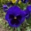 שוויצרי גן התהילה "Bergwacht" - כחול כהה עם נקודה - 360 זרעים - Viola x wittrockiana Schweizer Riesen