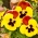 שוויצרי גן תמר "כנפיים אדומות" - אדום-צהוב, מנוקד - 360 זרעים - Viola x wittrockiana Schweizer Riesen