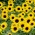 Декоративно слънчогледово джудже "Bambino" - Helianthus annuus - семена
