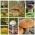 Pine mushroom set + parasol mushroom - 7 species - mycelium, spawn