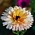 Orvosi körömvirág - Sunset Buff - Calendula officinalis - magok