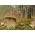 Havupuiden sienisarja + päivänvarjo sieni - 7 lajia - sienirihmasto, kutu - 