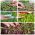 Microgreens - Decorazione - ozdobný doplnok k jedlám - 5-dielna súprava s rastúcou nádobou -  - semená