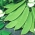 Harilik hernes - Bajka - töödeldud seemned - 4 seemned - Pisum sativum