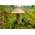 Набір грибів із берези + гриб-парасолька - 5 видів - міцелій, нерест - 