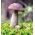 Conjunto de cogumelos de bétula + cogumelo de guarda-sol - 5 espécies - micélio, semente - 