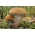 Birch tree mushroom set + parasol mushroom - 5 soorten - mycelium, spawn - 