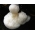 Set di funghi asiatici - 5 specie - spine di micelio - 