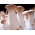 Oyster mushroom set - 4 species - mycelium spawn plugs