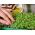 Microgreens - Heaven - mistura suave - conjunto de 10 peças com recipiente em crescimento -  - sementes