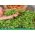 Microgreens - Groene stroom - bron van gezondheid en vitale krachten voor uw huis - 27-delige set met een groeiende container -  - zaden