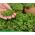 Microgreens - قنبلة فيتامين - الداعمة للصحة - مجموعة مكونة من 10 قطع مع وعاء متزايد -  - ابذرة
