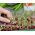 Microgreens - zelena snaga - izvor zdravlja i vitalnih sila za vaš dom - set od 27 komada s spremnikom za uzgoj -  - sjemenke