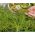 Microgreens - Diablo - soolane segu - 10-osaline komplekt kasvava mahutiga -  - seemned