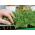 Microgreens - स्वर्ग - हल्के मिश्रण - एक बढ़ते कंटेनर के साथ 10-टुकड़ा सेट - 