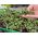 Microgreens - Decorazione - aggiunta di guarnizioni ai piatti - Set da 5 pezzi con un contenitore in crescita -  - semi