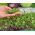 Microgreens - Bomba cu vitamine - suport pentru sănătate - set de 10 piese cu un container în creștere -  - semințe