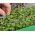 Microgreens - حزمة صالح - إضافة كبيرة للسلطات - مجموعة من 10 قطعة + حاوية النمو -  - ابذرة