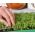 Microgreens - Energía verde - fuente de salud y fuerzas vitales para su hogar - Juego de 27 piezas con un recipiente en crecimiento -  - semillas