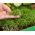 Microgreens - 천국 - 온화한 혼합 - 성장 컨테이너와 10 피스 세트 -  - 씨앗