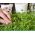 Microgreens - بسته بندی مناسب - علاوه بر عالی برای سالاد - مجموعه 10 عدد + ظروف رو به رشد -  - دانه