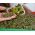 Microgreens - Zaļā jauda - veselības un dzīvības spēku avots jūsu mājās - 27 gab. Komplekts ar augošu konteineru -  - sēklas