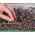 Microgreens - Diablo - amestec cimbru - set de 10 piese cu un container în creștere -  - semințe