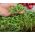 Microgreens  -  Diablo  - 咸味混合物 -  10件套，带有不断增长的容器 -  - 種子