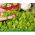 Microgreens - Fit pack - 샐러드에 더해짐 - 10 피스 세트 + 재배 용기 -  - 씨앗