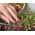 Microgreens - Decorazione - az edények kiegészítése - 5 darab szett növekvő tartályral -  - magok