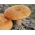Комплект гъби от иглолистно дърво + гъба чадър - 7 вида - мицел, хайвер - 