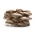 Cogumelo-ostra pérola, cogumelo-ostra árvore - Pacote grande - 100 unidades - plugues de geração de micélio - 
