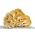 قارچ صدفی طلایی - بسته بندی بزرگ - 100 قطعه شاخه تخم ریزی میسلیوم - 