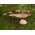 Sopp fra nåletre + parasoll sopp - 7 arter - mycelium, gyte - 