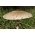 Eichen- und Buchenpilzset + Sonnenschirmpilz - 4 Arten - Myzel, Laich - 
