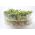 Biji-bijian membiak - Tumbuh-tumbuhan Vitamin-D-kaya - set 3 keping + sprouter dengan 3 baki -  - benih