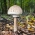 Oak and beech mushroom set + parasol mushroom - 4 species - mycelium, spawn