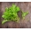 Baby Leaf - Sinappikaali - Eruca vesicaria - siemenet