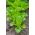 Baby Leaf - Aedsalat - Lollo Bionda - Lactuca sativa var. Foliosa - seemned