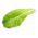 Baby Leaf - Salat Romano -  Parris Island Cos - Lactuca sativa L. var. longifolia - frø