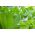 Бебешки листа - зелена салата "Parris Island Cos" - Lactuca sativa L. var. longifolia - семена
