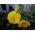 Banci taman bunga besar "Luna" - dalam semua warna kuning lemon - 288 biji - Viola wittrockiana