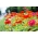 Happy Garden - "Zinnias, hostes taman"; Zinnia berbunga-Dahlia - campuran beragam; - 108 biji - Zinnia elegans fl.pl. Dahliaeflora